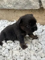 Oreo, a male French Bulldog for sale in Merced, CA – 4 of 5