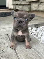 Brandy , a female French Bulldog for sale in Merced, CA – 5 of 5