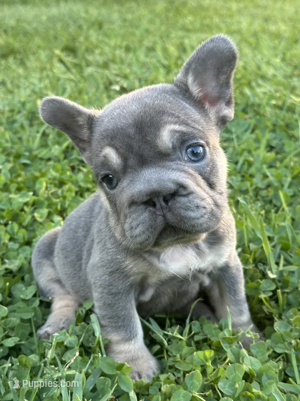 Brandy  – French Bulldog puppy for sale in Merced, CA
