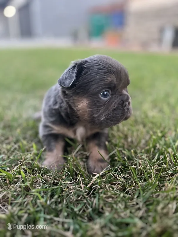Bella – French Bulldog puppy for sale in Merced, CA