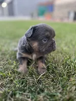 Bella, a female French Bulldog for sale in Merced, CA – 1 of 6