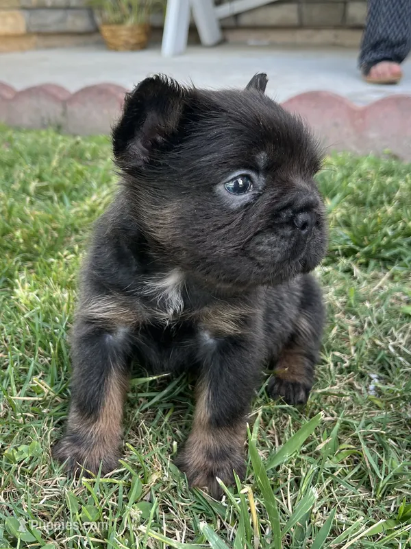 Oreo – French Bulldog puppy for sale in Merced, CA