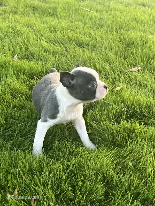 Nova  – Boston Terrier puppy for sale in Merced, CA