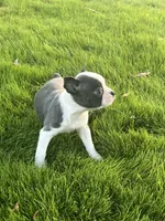 Nova , a female Boston Terrier for sale in Merced, CA – 1 of 3