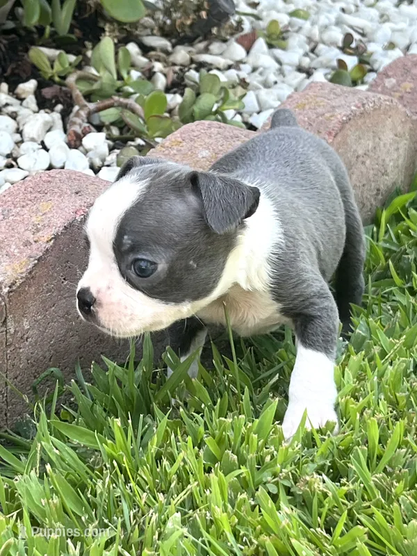 Diesel  – Boston Terrier puppy for sale in Merced, CA