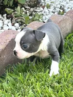 Diesel , a male Boston Terrier for sale in Merced, CA – 1 of 4