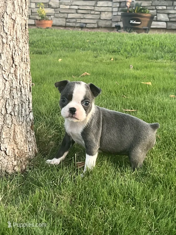 Foxy – Boston Terrier puppy for sale in Merced, CA