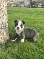 Foxy, a female Boston Terrier for sale in Merced, CA – 1 of 3