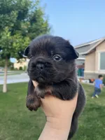 Oreo, a male French Bulldog for sale in Merced, CA – 2 of 5