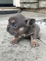 Brandy , a female French Bulldog for sale in Merced, CA – 2 of 5