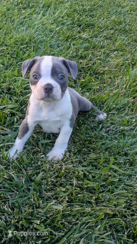 Rocky – Boston Terrier puppy for sale in Merced, CA