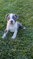 Rocky, a male Boston Terrier for sale in Merced, CA – 1 of 4