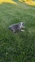 Rocky, a male Boston Terrier for sale in Merced, CA – 2 of 4