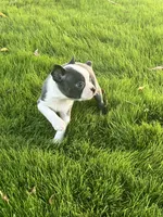 Nova , a female Boston Terrier for sale in Merced, CA – 3 of 3