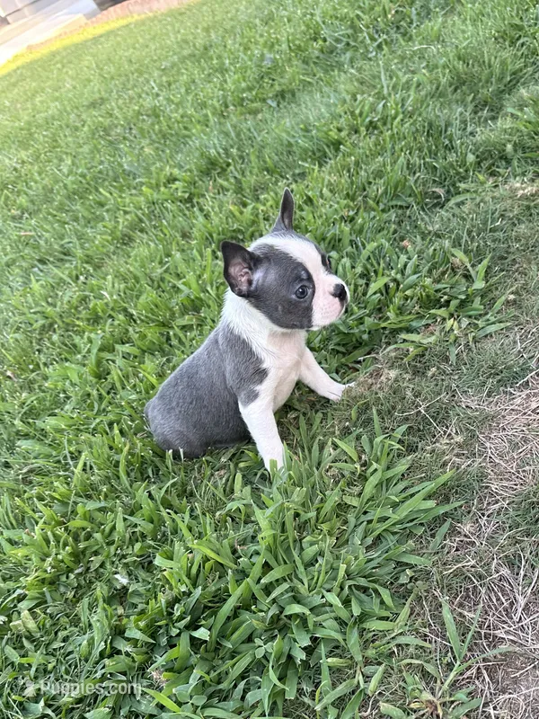 Nova  – Boston Terrier puppy for sale in Merced, CA