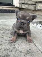 Brandy , a female French Bulldog for sale in Merced, CA – 1 of 5