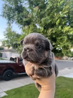 Bella, a female French Bulldog for sale in Merced, CA – 2 of 6