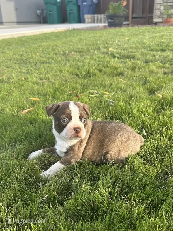 Jack – Boston Terrier puppy for sale in Merced, CA