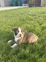 Jack, a male Boston Terrier for sale in Merced, CA – 1 of 4