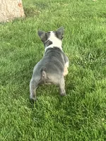 Nova , a female Boston Terrier for sale in Merced, CA – 2 of 3