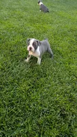 Rocky, a male Boston Terrier for sale in Merced, CA – 4 of 4