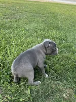 Mini, a female Boston Terrier for sale in Merced, CA – 2 of 4