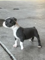 Diesel , a male Boston Terrier for sale in Merced, CA – 2 of 4