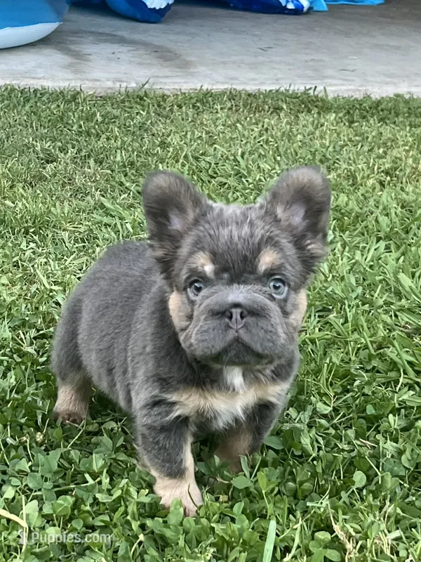 Bella – French Bulldog puppy for sale in Merced, CA