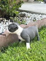 Diesel , a male Boston Terrier for sale in Merced, CA – 3 of 4