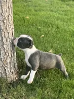 Foxy, a female Boston Terrier for sale in Merced, CA – 2 of 3