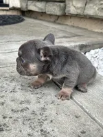 Brandy , a female French Bulldog for sale in Merced, CA – 3 of 5