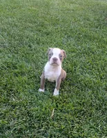 Jake, a male Boston Terrier for sale in Merced, CA – 4 of 4