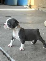 Diesel , a male Boston Terrier for sale in Merced, CA – 4 of 4
