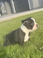 Oreo, a male Boston Terrier for sale in Merced, CA – 4 of 5