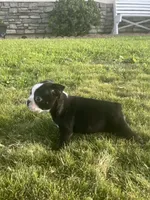 Oreo, a male Boston Terrier for sale in Merced, CA – 3 of 5