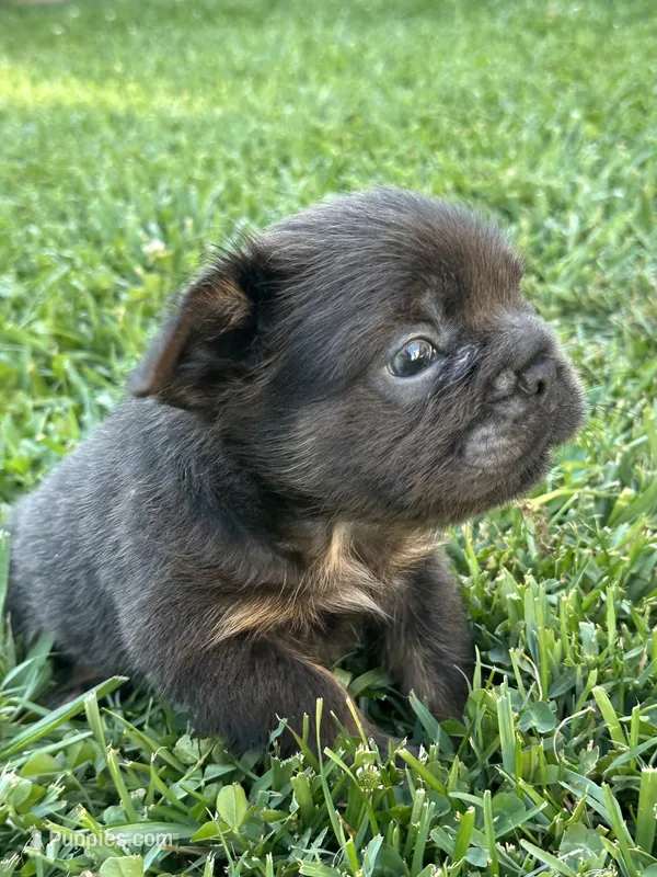 Oreo – French Bulldog puppy for sale in Merced, CA