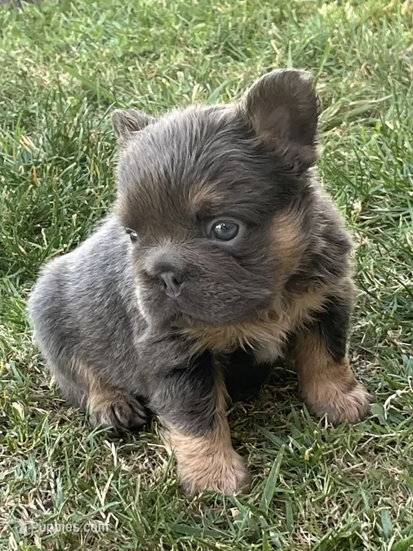 Bella – French Bulldog puppy for sale in Merced, CA