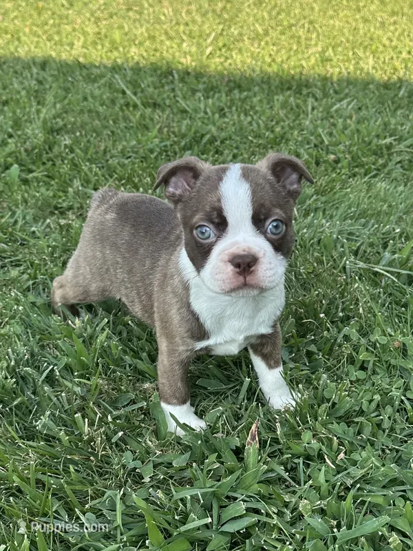 Jack – Boston Terrier puppy for sale in Merced, CA