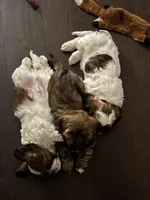 Ruby, a female Shih Tzu for sale in Chicago, IL – Photo 3 of 3