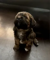 Ruby, a female Shih Tzu for sale in Chicago, IL – Photo 1 of 3