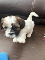 Pablo, a male Shih Tzu for sale in Chicago, IL – Photo 3 of 4