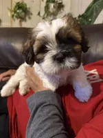 Pablo, a male Shih Tzu for sale in Chicago, IL – Photo 4 of 4