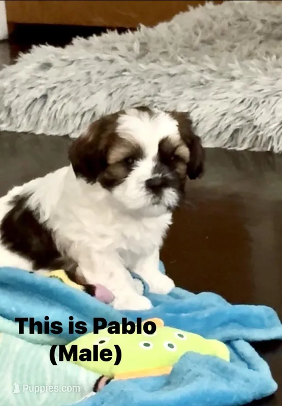 Pablo – Shih Tzu puppy for sale in Chicago, IL