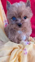 Blue eyes , a male Yorkshire Terrier for sale in Fontana, CA – 3 of 3