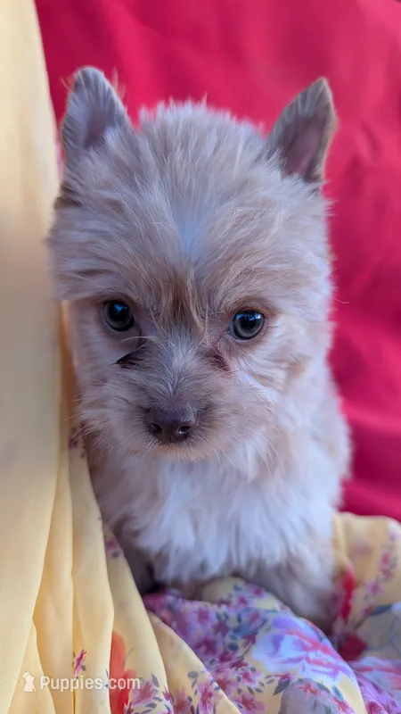 Bella  – Yorkshire Terrier puppy for sale in Fontana, CA