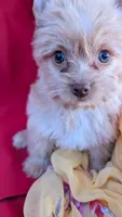 Bella , a female Yorkshire Terrier for sale in Fontana, CA – 3 of 3