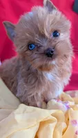 Blue eyes , a male Yorkshire Terrier for sale in Fontana, CA – 2 of 3