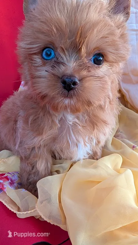 Blue eyes  – Yorkshire Terrier puppy for sale in Fontana, CA