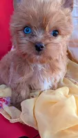Blue eyes , a male Yorkshire Terrier for sale in Fontana, CA – 1 of 3