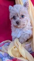 Bella , a female Yorkshire Terrier for sale in Fontana, CA – 2 of 3
